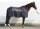 SweatStar 165