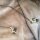 SweatStar 165